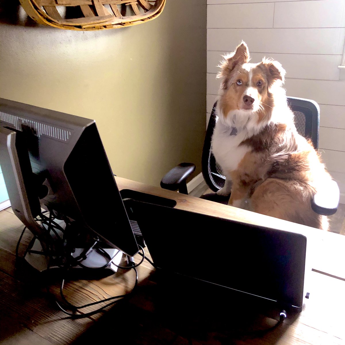 MGontheHill's tweet photo. My pup has been extra attentive during her Admissions Counselor training lately. Before you know it, she will be answering your questions, too! What do you think #AllytheAussieOnTheHill? https://t.co/OCXJtzuGIX