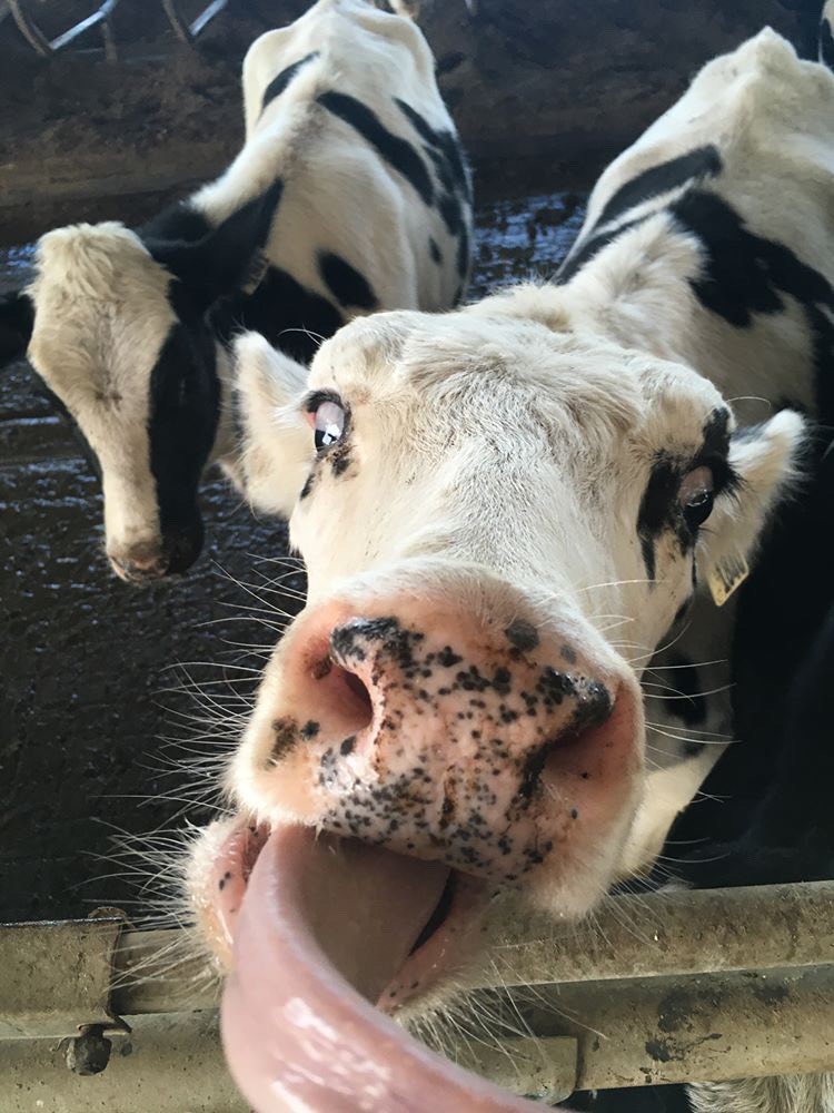 UofGuelphOAC's tweet photo. For a Friday pick-me-up we asked our #StudentsOfOAC Instagram followers to send us their cute or funny animal photos. We're sharing them on our story, follow along here: https://t.co/lA0EdTjIVI
Here's a sneak peak! โฌ๏ธ #AnimalsOfOAC https://t.co/l9bv33EgDv
