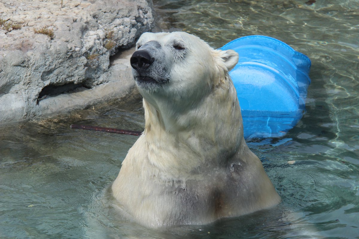 UofGuelphOAC's tweet photo. For a Friday pick-me-up we asked our #StudentsOfOAC Instagram followers to send us their cute or funny animal photos. We're sharing them on our story, follow along here: https://t.co/lA0EdTjIVI
Here's a sneak peak! โฌ๏ธ #AnimalsOfOAC https://t.co/l9bv33EgDv