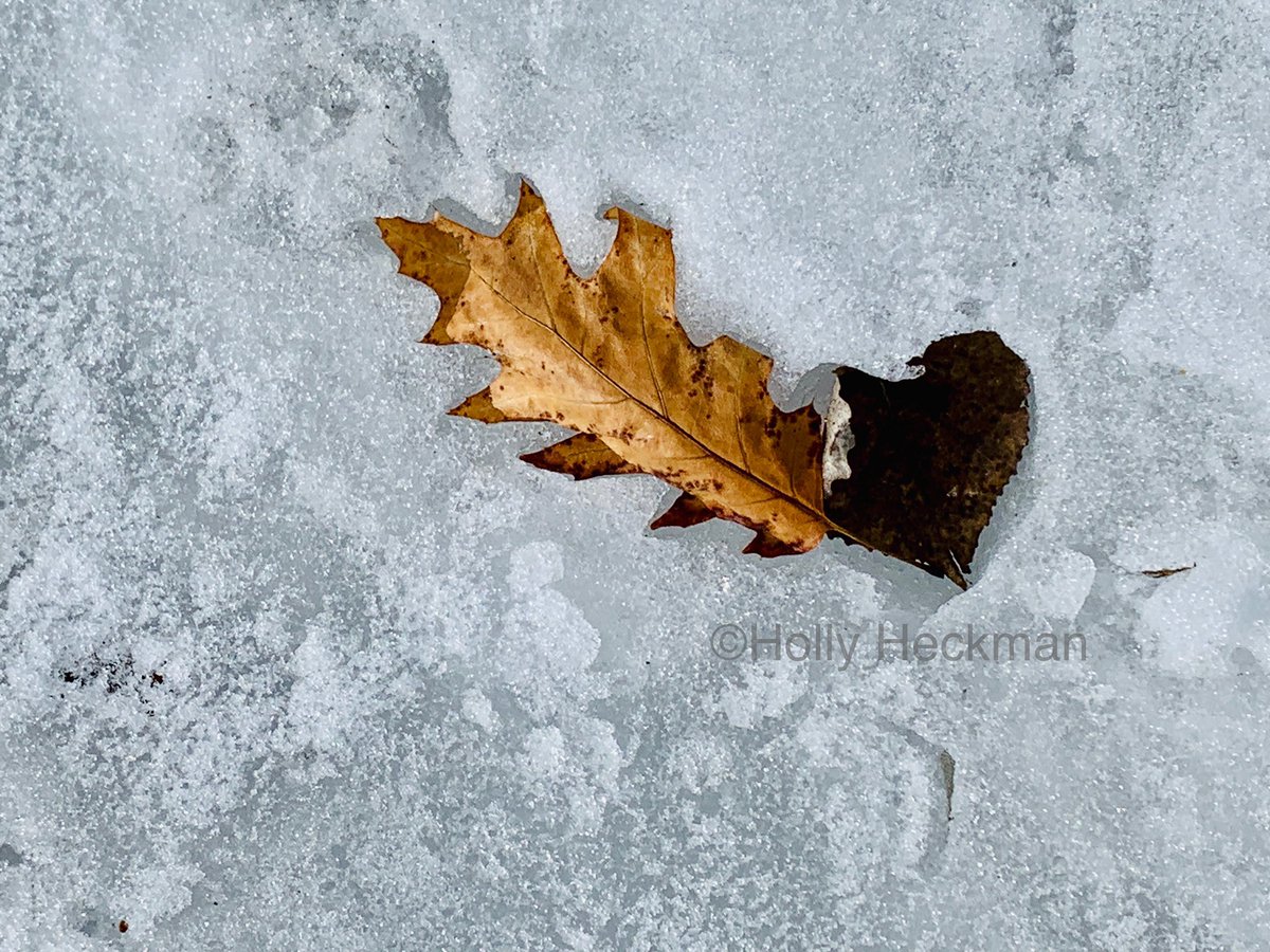 naturisticimage's tweet photo. Mother Nature the artist. This was naturally taken only after the snapped the photo did I notice the heart in the ice. #nature #NaturePhotography #heartinnature #heart #leaf https://t.co/h0QiwVcWPN