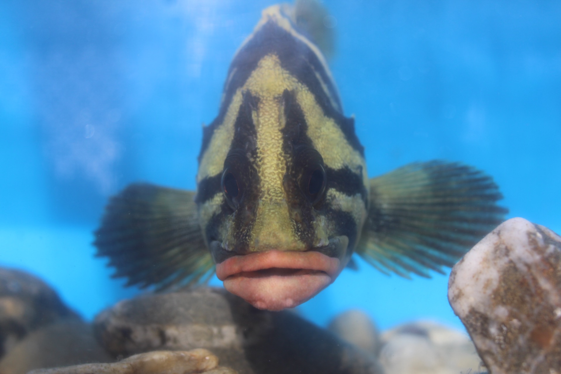 Catalina Institute on Twitter: 