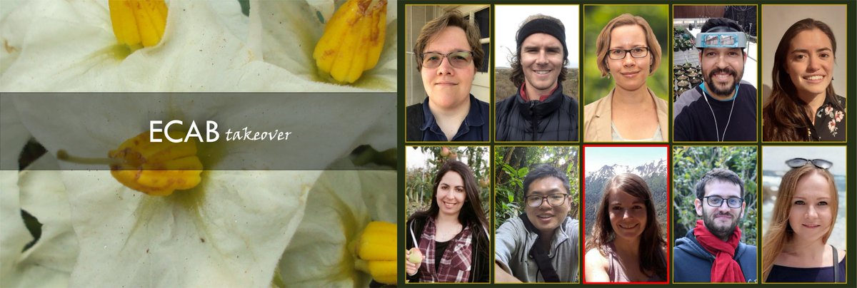 We're ending the week with our first #BSA Twitter takeover! Today we're joined by <a href="/RocioDeanna/">Dr. Rocío Deanna</a>, a postdoc at <a href="/CUBoulder/">CU Boulder 🦬</a>, and member of the BSA Early Career Advisory Board. Rocio is a Solanologist studying phylogenetics, divergence times and fruiting calyx in nightshades.