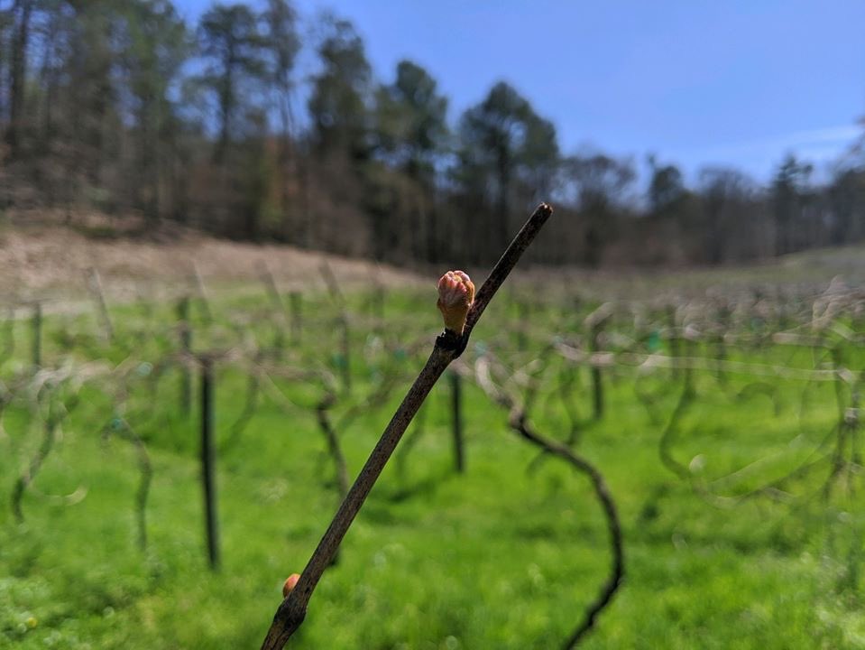 CartecayWine's tweet photo. Even though the Tasting Barn is closed, work in the vineyard continues... Catawba Pruning #OpenGeorgiaWine #KeepWineFlowing #cartecayvineyards #wine #northgawinecountry #winetasting https://t.co/pm5aWI2XGv