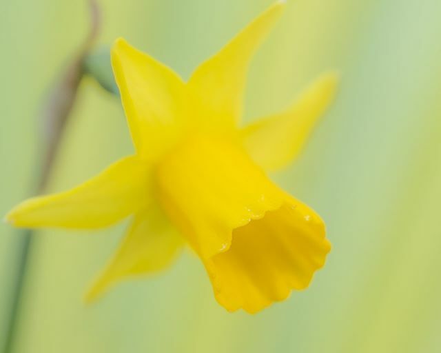 innerlightuk's tweet photo. Garden picture of the day 
Dreamy daffodil time

#daffodils #flowers #gardenphotography #dreamy #xt3 #fujifilmxt3 #fuji_love #kentphotographer https://t.co/z6aIKmh4sS https://t.co/sM5cSaoS8U