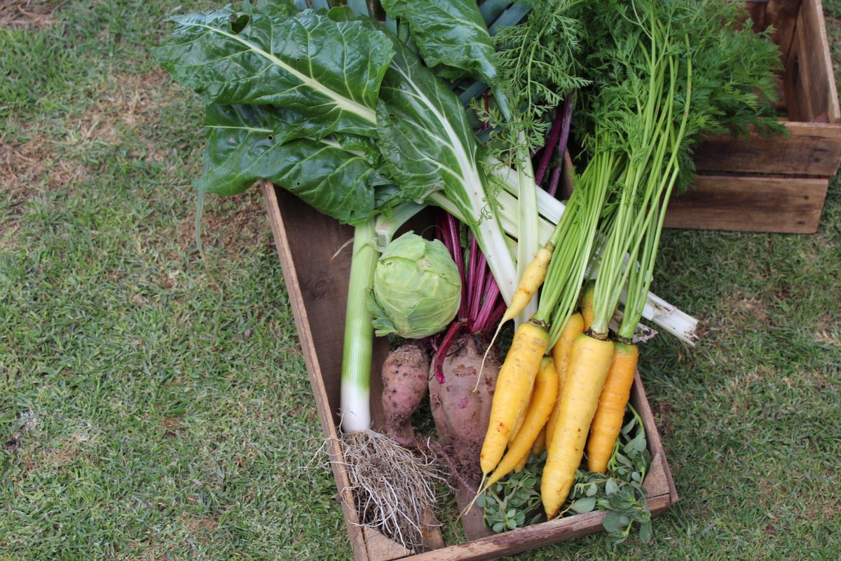 mercadobenitobj's tweet photo. @En_laDelValle debido al COVID-19 tuvimos que parar en nuestras sedes físicas pero seguimos llevan salud a tu casa directo del pequeño productor. Productos orgánicos, veganos, keto o agroecológicos. ENVIO GRATIS @BJAlcaldia 5536540898 #BJADOMICILIO https://t.co/aMc3DZL2Fn