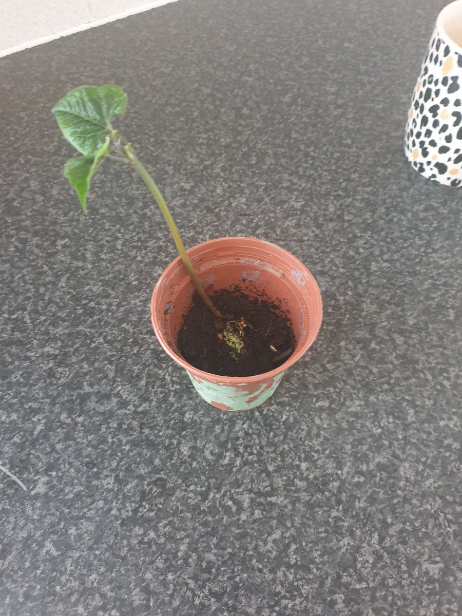 MissClareWard84's tweet photo. @WestReception @woodhouse_west Mila Price's bean https://t.co/qHuaRggKG7