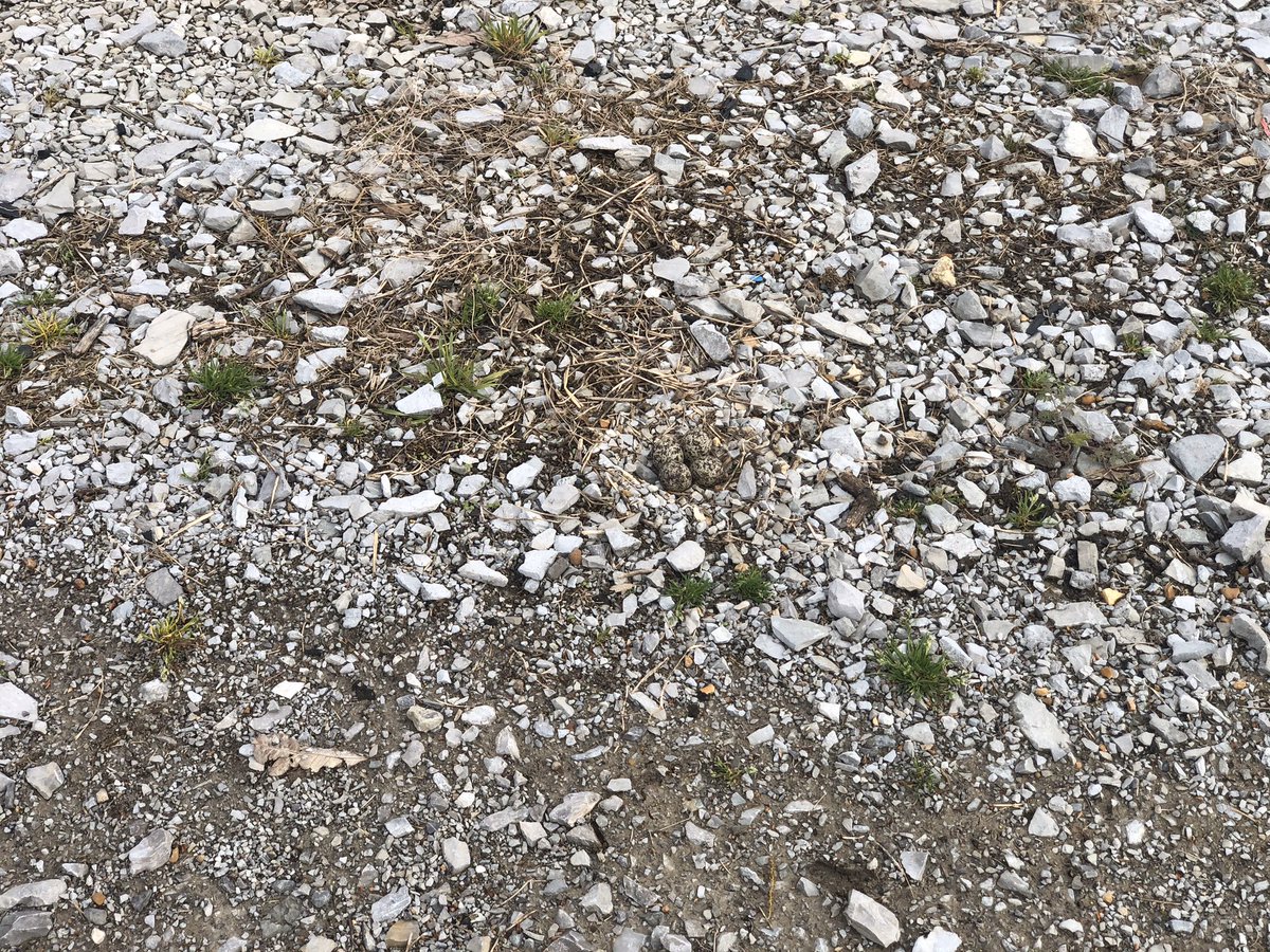 SMatthewsfarms's tweet photo. Can you find the Kildeer’s eggs ? https://t.co/2liqFWEYAV