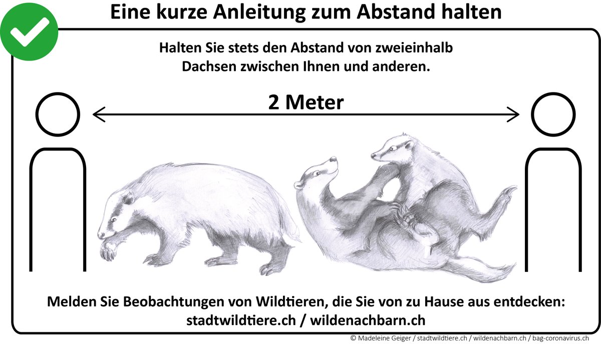 WNachbarn's tweet photo. Social Distancing leicht gemacht mit unseren #wildenNachbarn. Bleibt gesund! #dachs #fuchs #igel #howfaris2meters #staysafe #wildlife #badger #fox #hedgehog https://t.co/Z1mGJpt2LB