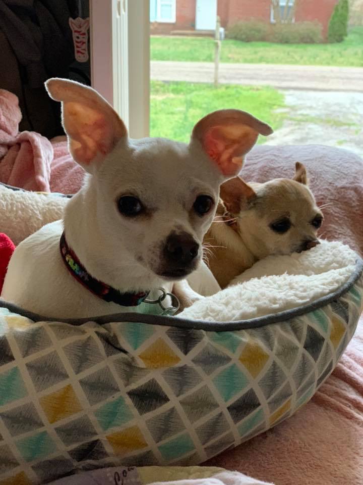 TheDavisRescues's tweet photo. Those are the is it treat time looks! 😂🤣⁣ #talladega &amp; @RookieTheChiPup 

 #chihuahua #chihuahuas  
#rescuedogs #rescuedog 
#athensal #northalabama #dogsofalabama #athenslimestone ⁣#davisrescues https://t.co/voU5tQjkZd