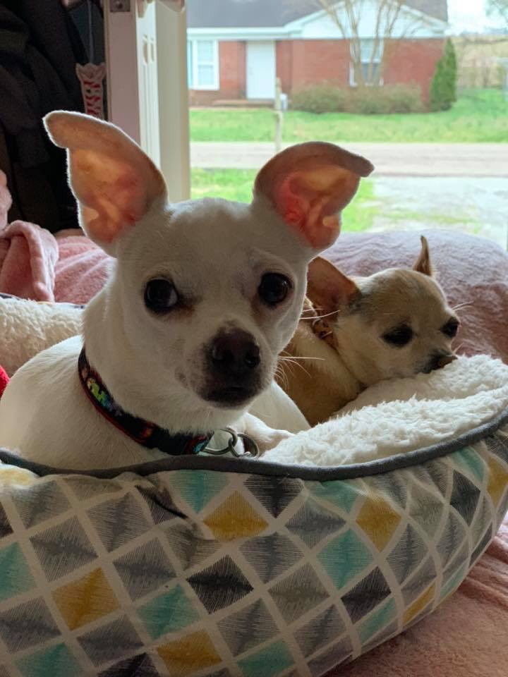 TheDavisRescues's tweet photo. Those are the is it treat time looks! 😂🤣⁣ #talladega &amp; @RookieTheChiPup 

 #chihuahua #chihuahuas  
#rescuedogs #rescuedog 
#athensal #northalabama #dogsofalabama #athenslimestone ⁣#davisrescues https://t.co/voU5tQjkZd
