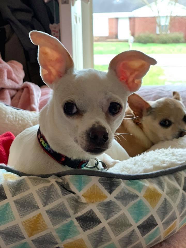 TheDavisRescues's tweet photo. Those are the is it treat time looks! 😂🤣⁣ #talladega &amp; @RookieTheChiPup 

 #chihuahua #chihuahuas  
#rescuedogs #rescuedog 
#athensal #northalabama #dogsofalabama #athenslimestone ⁣#davisrescues https://t.co/voU5tQjkZd