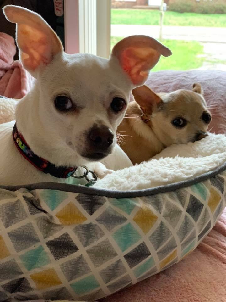 TheDavisRescues's tweet photo. Those are the is it treat time looks! 😂🤣⁣ #talladega &amp; @RookieTheChiPup 

 #chihuahua #chihuahuas  
#rescuedogs #rescuedog 
#athensal #northalabama #dogsofalabama #athenslimestone ⁣#davisrescues https://t.co/voU5tQjkZd