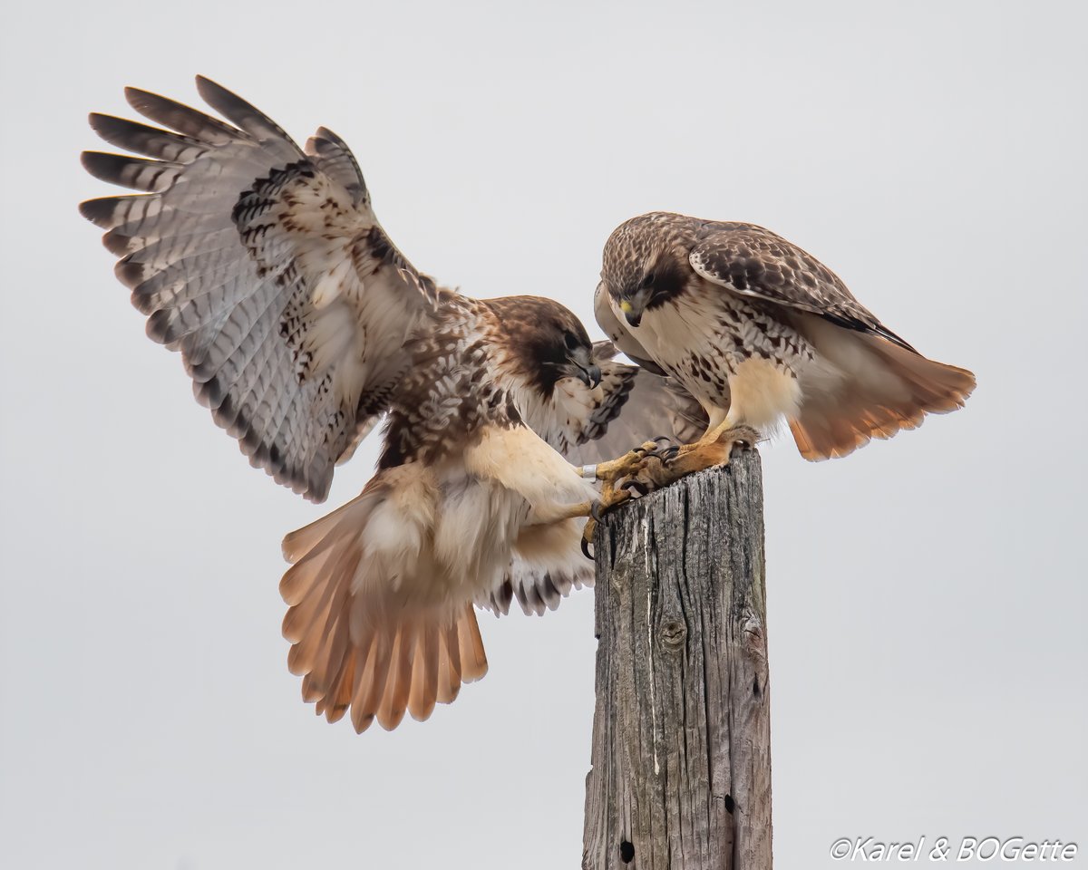 red hawk camera