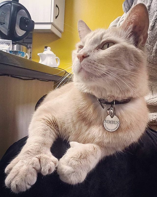 teabooksart's tweet photo. My new coworker can be annoying sometimes but overall I enjoy having him around 😅
.
.
#covid_19 #quarantinecoworker #cat #cats #kitty #polydactylcat #polydactyl #workingfromhome #stayhome #staysafe #NimbusThePolydactylCat #nimbus #SmotePurrs https://t.co/fbT85F8cAc https://t.co/HHiHxkd4Ip