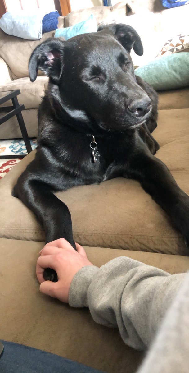 stephhbarbato's tweet photo. The situation we’re all in right now is scary. Bo knows I’m anxious and has barely left my side. We don’t deserve dogs. https://t.co/qzfaP19m9e