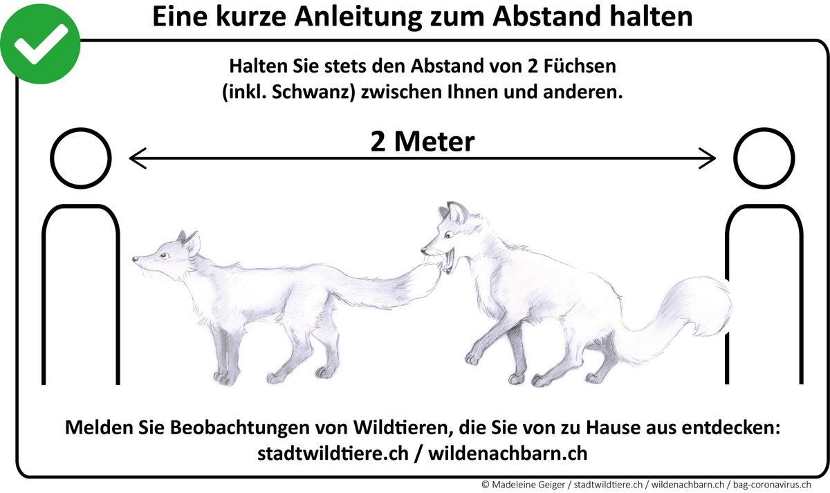 TiereWild's tweet photo. Social Distancing leicht gemacht mit unseren #stadtwildtieren! Bleibt gesund! #fuchs #dachs #igel #socialdistancing #howfaris2meters #urban #wildlife #fox #badger #hedgehog https://t.co/1D2WgeYaPX