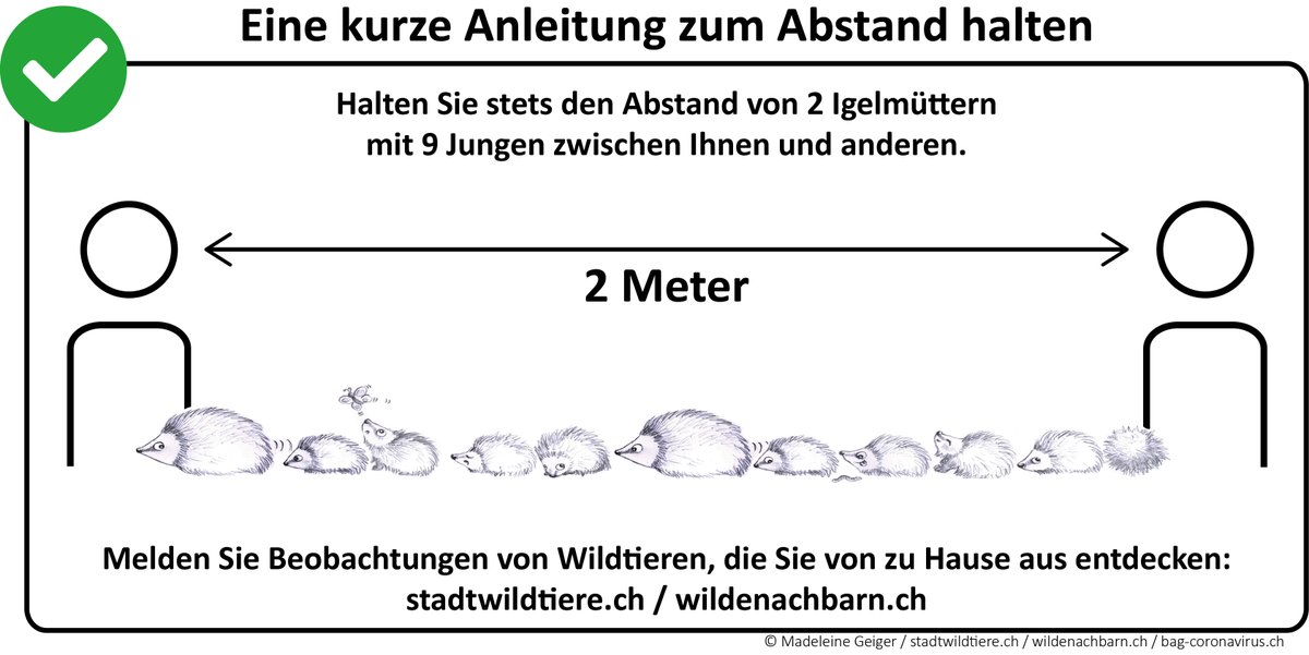 Social Distancing leicht gemacht mit unseren #stadtwildtieren! Bleibt gesund! #fuchs #dachs #igel #socialdistancing #howfaris2meters #urban #wildlife #fox #badger #hedgehog