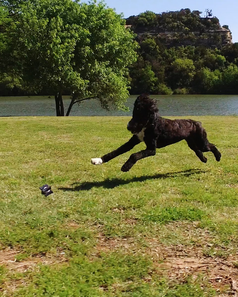 fetchfix's tweet photo. The weekend. It is so close.
#fetchfix #fetchface #fetchfanatic #fetch #thinkoutsidetheball #safedogtoys #madeinusa #dogsoftwitter #poodle #oldenglishsheepdog #fridayvibes #fridaymood https://t.co/gSpWO3KfdM