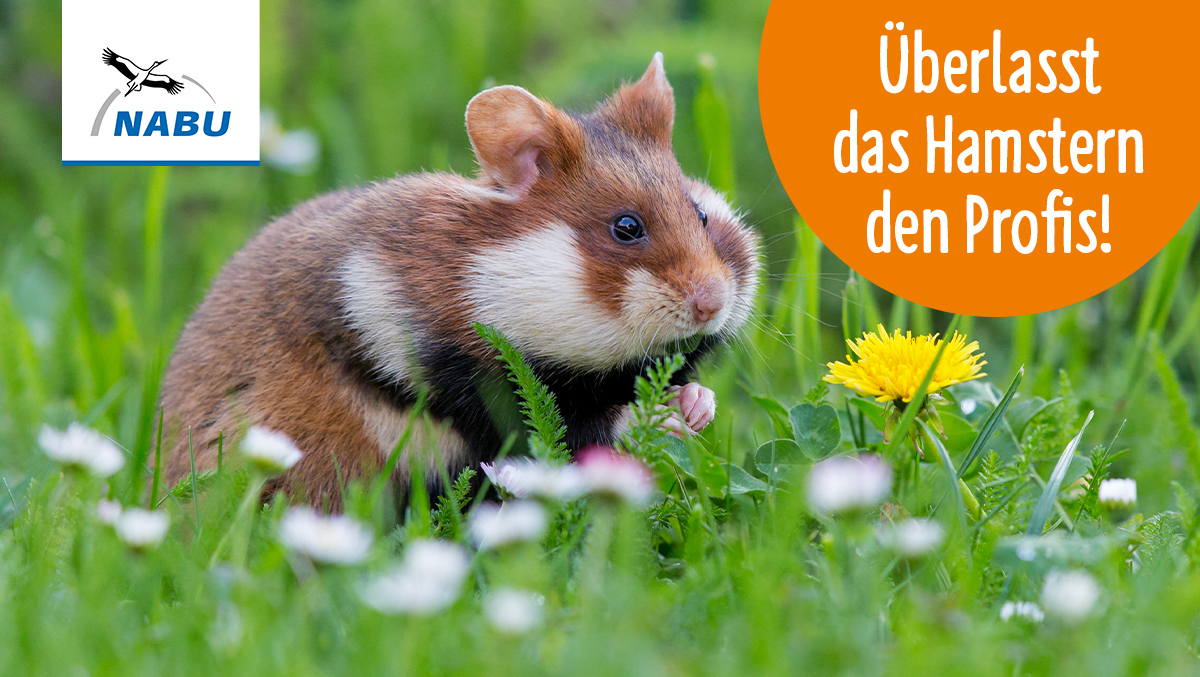 NABU_de's tweet photo. Aufruf zum Wochenende: Bitte keine #Hamsterkäufe - sie sind unnötig und unsolidarisch. "Erfunden" hat das Hamstern 🐹 übrigens der bei uns heimische Feldhamster 😉. Leider ist er mittlerweile stark bedroht in 🇩🇪. https://t.co/QraHY4QDxT https://t.co/vBYa9macN9