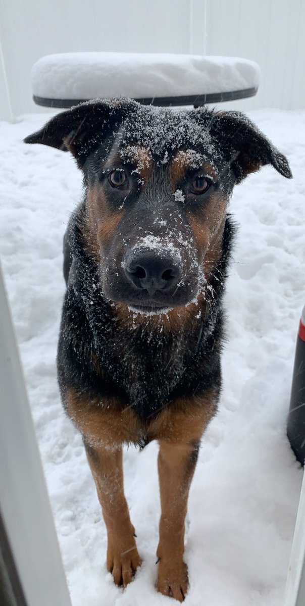 CodyFeinauer's tweet photo. Starting a best friend thread. Drop a pic your pup! https://t.co/EbczhHig4I