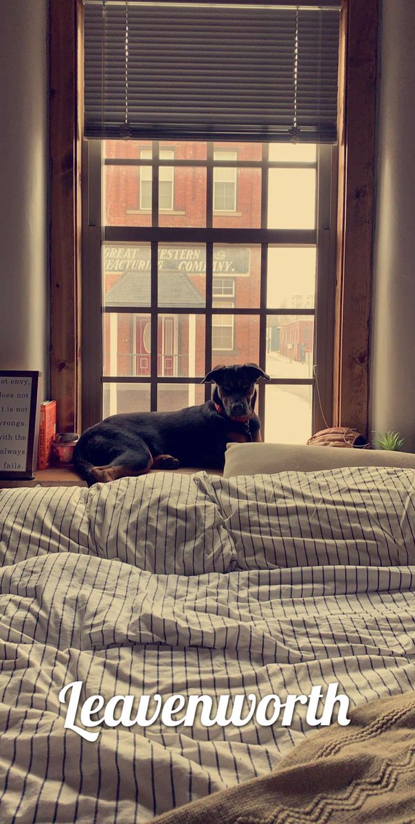 CodyFeinauer's tweet photo. Starting a best friend thread. Drop a pic your pup! https://t.co/EbczhHig4I