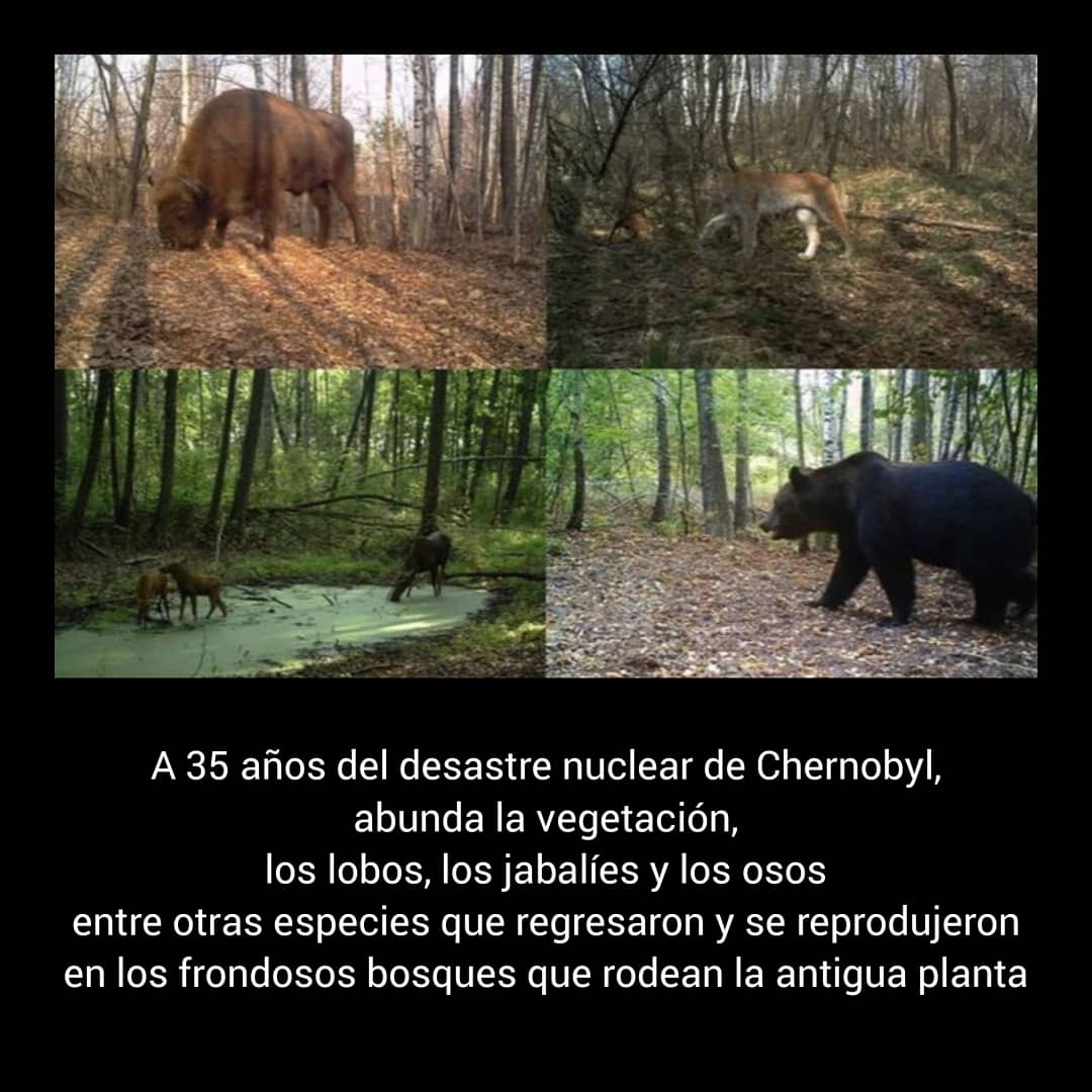 RinconSalfate's tweet photo. Sólo hace falta que los humanos no estén presentes para que la vida se abra paso. https://t.co/mGCxheq3te