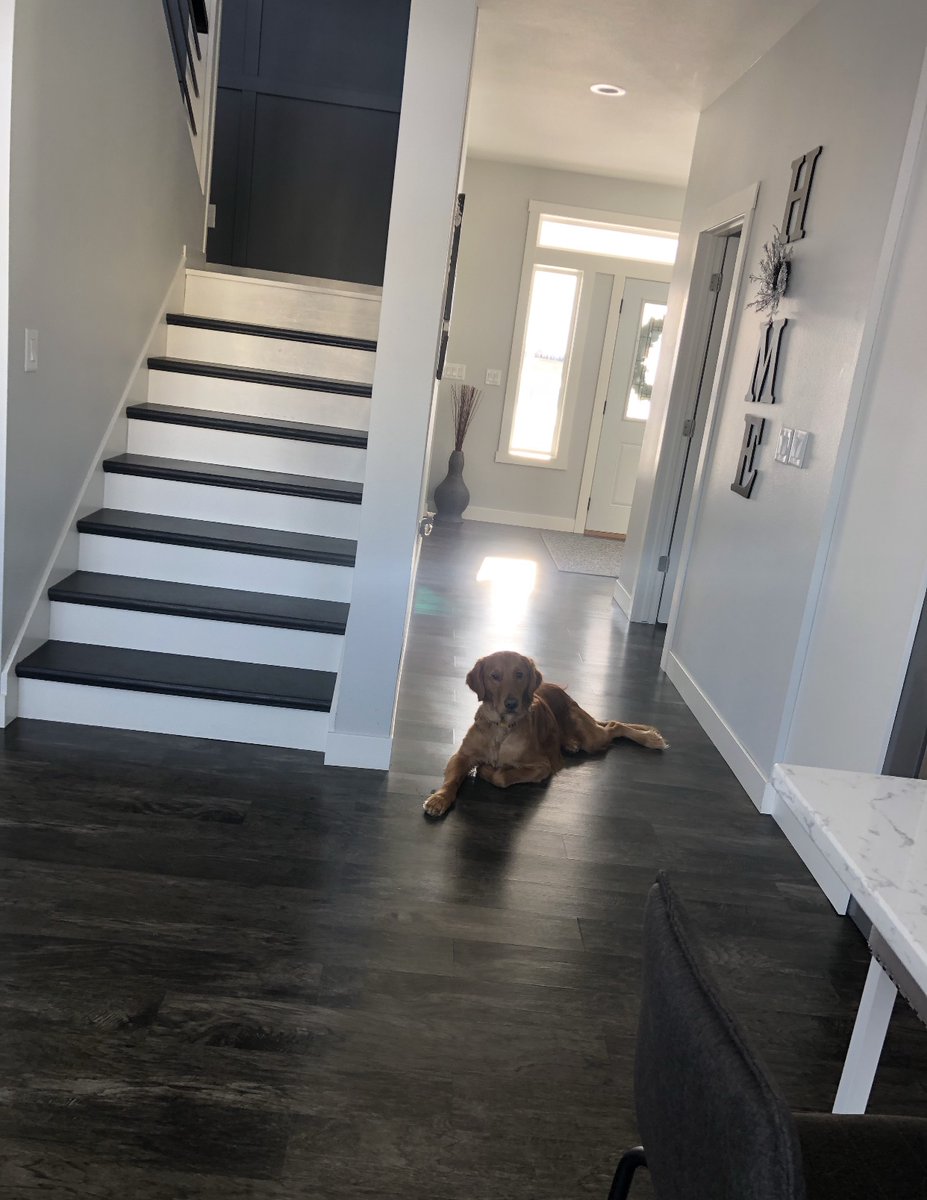MSUMKayla's tweet photo. One of my co-workers has the worst manners. He loves to stare, snores while i'm on Zoom calls, and also eats puzzle pieces. I don't have as cool of a name for him like @PrezBlackhurst has for the #DragonDoodles, maybe the #GoldenDragon? 🐶❤️ https://t.co/I1kRVmw8Ov