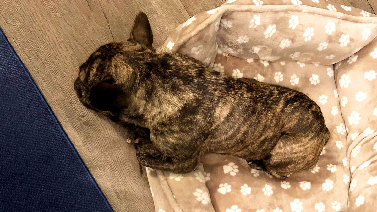 insightworks_ca's tweet photo. Hugo's got all the #FridayFeels 

#newcoworker #workingfromhome #covid #covid_19 https://t.co/WtL6LW2Sgw