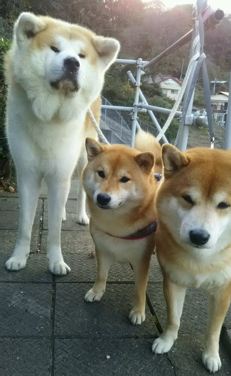 柴犬 秋田犬 はちモナじんくん みんなで一緒にお墓参りに行きました 犬好きだったおじいちゃんきっと喜んでるよ なんかこのじんの顔おもしろい 柴犬 しばいぬ 秋田犬 あきたいぬ