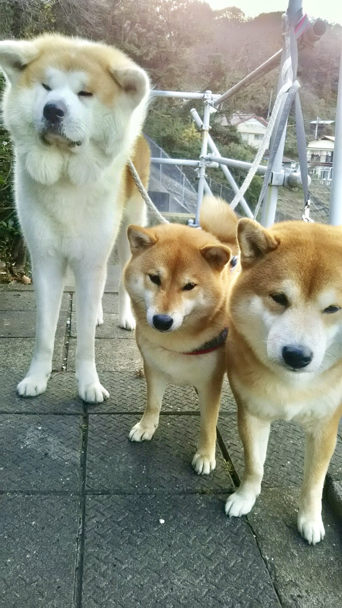柴犬 秋田犬 はちモナじんくんとポン吉 Twitterissa みんなで一緒にお墓参りに行きました 犬好きだったおじいちゃんきっと喜んでるよ なんかこのじんの顔おもしろい 柴犬 しばいぬ 秋田犬 あきたいぬ