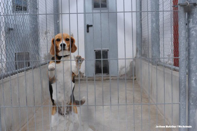 PETAUK's tweet photo. RT if you believe that beagles DO NOT belong in labs. 
[📸 @WeAnimals]
#EndAnimalTesting https://t.co/13hXIhoD37