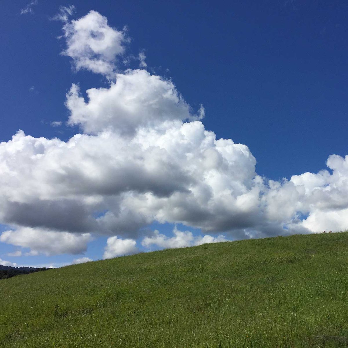 lindagassart's tweet photo. Revitalizing to get out for a hike yesterday: so green and saw an unusual flower (doesn’t look like a native – anyone know what it is?). Discouraging to see the parking lot will be closed starting today. We need more Bay Area open spaces.
#essentialactivity #keepyourparksopen https://t.co/SCsVmTT5CC