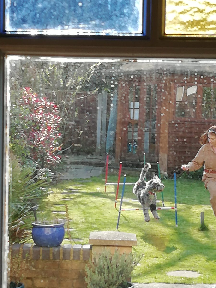 BarnetLibraries's tweet photo. Some lunchtime fun from library staff earlier today - Peppa the pooch doing her daily exercise routine - quarantine style! Share the view #throughyourwindow with us! https://t.co/KL0HU1Iroj