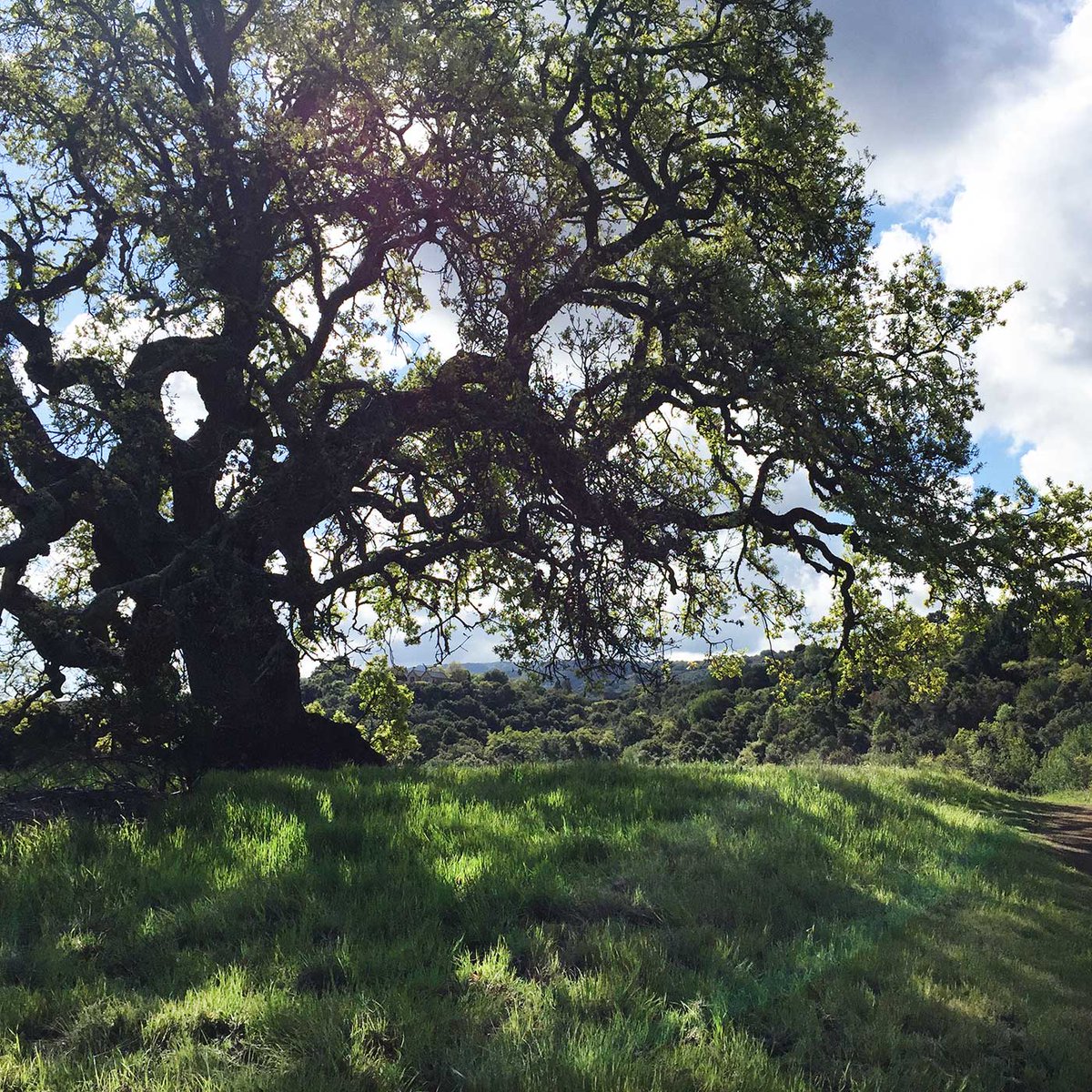 lindagassart's tweet photo. Revitalizing to get out for a hike yesterday: so green and saw an unusual flower (doesn’t look like a native – anyone know what it is?). Discouraging to see the parking lot will be closed starting today. We need more Bay Area open spaces.
#essentialactivity #keepyourparksopen https://t.co/SCsVmTT5CC