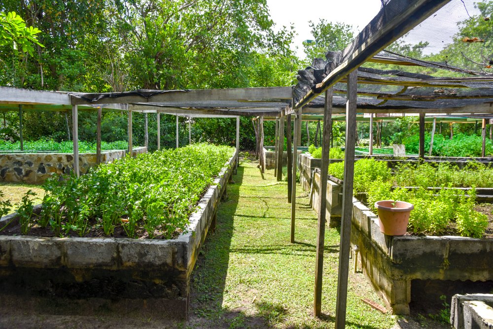 Our organic chef garden supplies a large portion of our produce in the kitchen. We’ll be using the next few months to move closer towards the concept of ‘farm-to-fork’
.
.
.
#petitstvincent #luxuryholiday #privateisland #Caribbean #discoverPSV #sustainable #eco #modifydontcancel