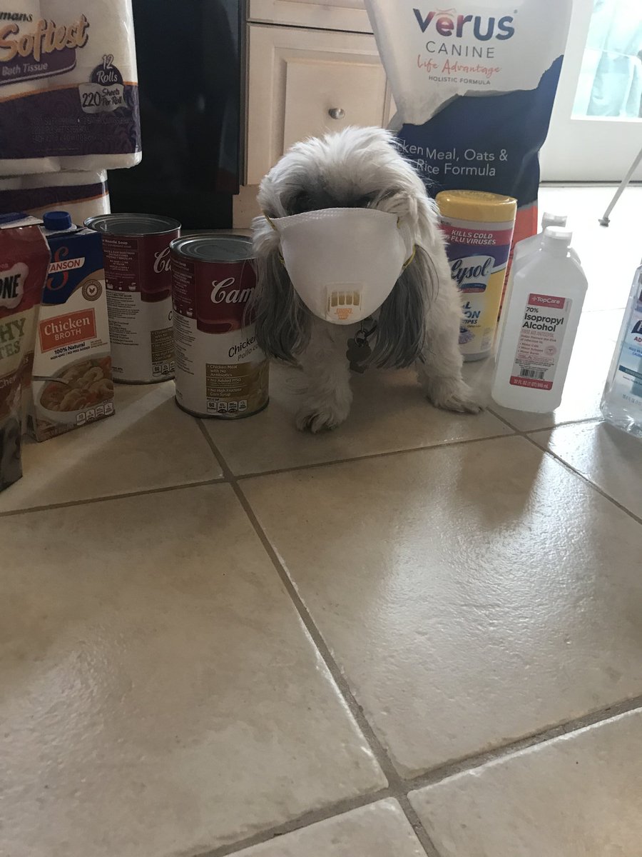 ShelleB11's tweet photo. Bradley is one prepared puppy! He's ready for anything and can't wait until we get back to school.  @EastBrookOwls https://t.co/i7fJ4EYPfk