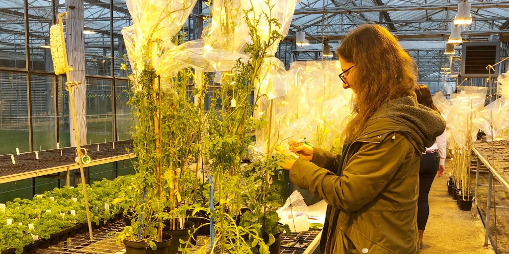 CnSeeds's tweet photo. Mirjam is our assistant breeding specialist. Today’s job - pollination!

#pollinationproject #breedingspecialist #research #innovation #agtech #horticulature #researchanddevelopment #propagation #plantpropagation https://t.co/GPz99a7Mq2