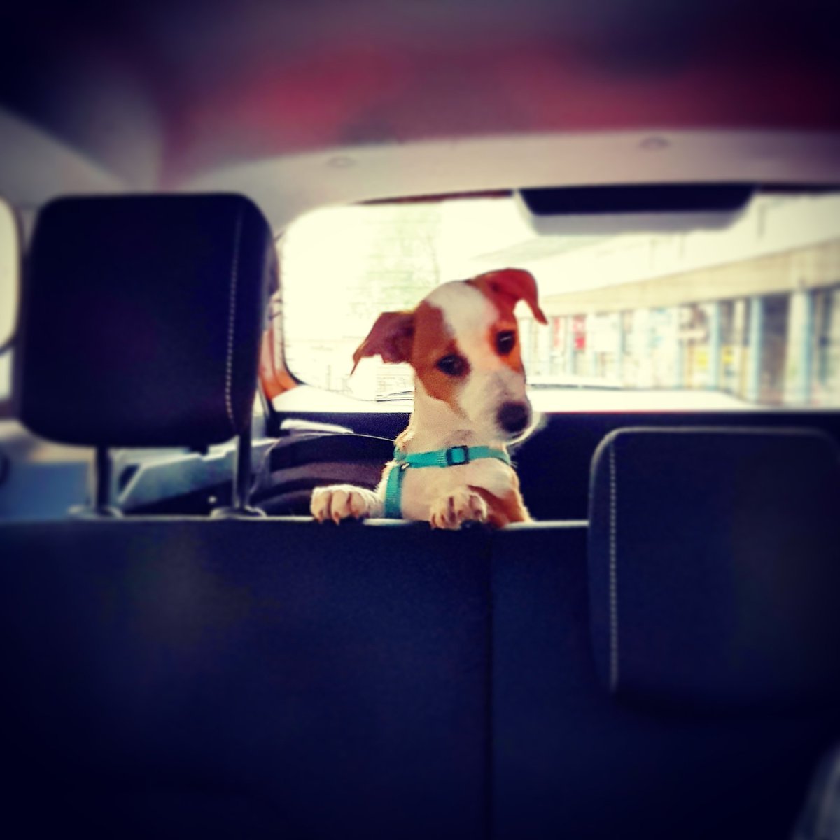 Sattva.Institute tweet media