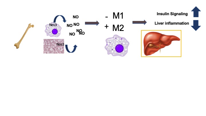 Hematopoietic cell-expressed endothelial nitric oxide protects the liver from insulin resistance during high fat feeding. #endothelialnitricoxidesynthase #insulinresistance #macrophage ow.ly/j1tr50yfBxD