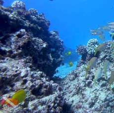 KGoetz2005 : Awesome guy from the ocean!
#scuba #Hawaii #Gopro #morayeel #fridaymorayeel #divingfun #underwaterexplorer #rainbowscubahawaii #awesomemorayeel #divingdaily #spottedmorayeel #divingadventure #diving #Hawaii ift.tt/2QLXv6q hawaiiscu… twitter.com/KGoetz2005/sta…)