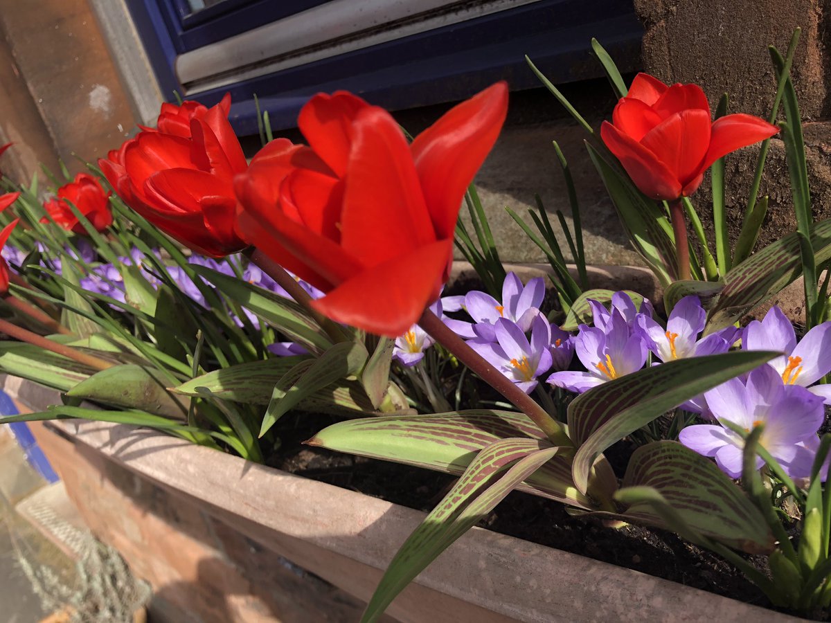 GBScotSupplies's tweet photo. Itβs a bit of a chilly start to the weekend π₯Ά Have as good a one as possible under the circumstances. Iβm in no way #greenfingered (unlike my sister who Iβd describe as #greenhanded!) but been enjoying my window boxes this week - feel the warmth from this photo π https://t.co/9oBke6gU0t