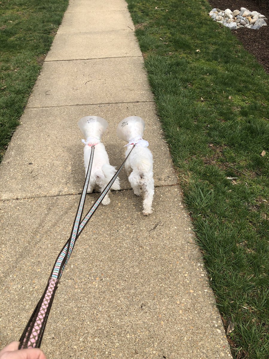 AGarnerpirates's tweet photo. Fostering these sweet girls from the AASPCA - I know it’s a day late but I’m outside LOTS today and days to come! @CHS_TAM @THECalvertHigh @CalvertGuidance https://t.co/iFSwmK6vwJ