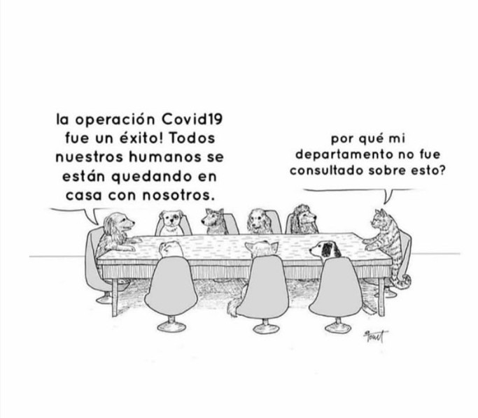 Vickytaluz's tweet photo. Me reí 😂 #Soloparaentendidos #catsowner https://t.co/ucRQDtnWqe