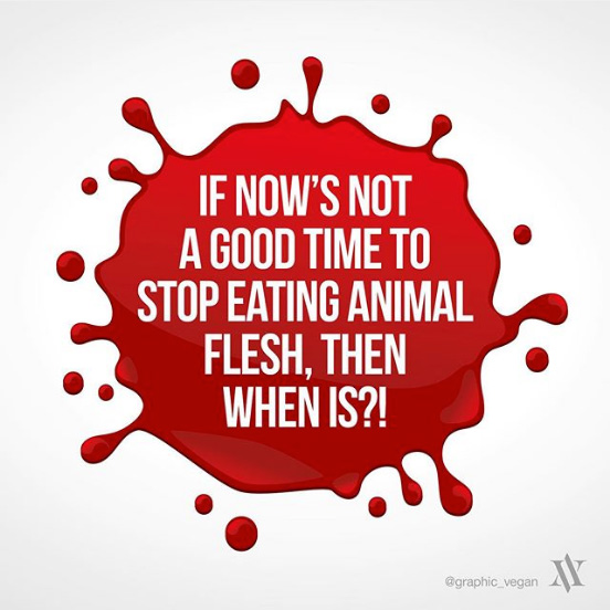 meatfreeplate's tweet photo. We think now would be an excellent time to stop eating animal flesh! Hopefully the world is starting to see the bigger picture...
#covid19memes #meatfreelife #meatfreediet #veganforthem #covid19 #animalsarenotfood #maketheconnection #covid_19 #bevegan #veganvibes #govegan #AACC https://t.co/G1QARSbnXy