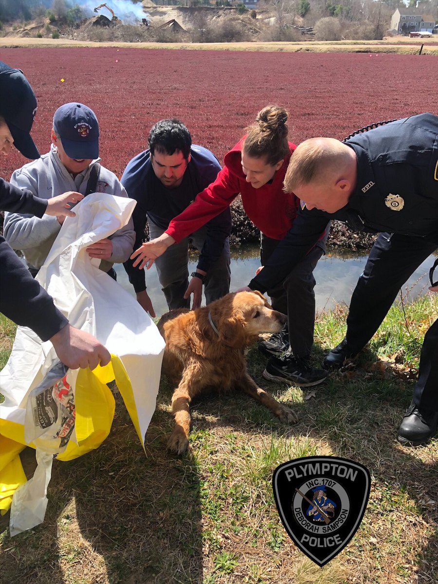 PlymptonPolice's tweet photo. With everything going on in the world right now, a happy story.  Earlier this afternoon, Plympton Police Personnel assisted Plympton Fire Personnel in rescuing “Buddy” the dog, from a cranberry bog drainage ditch.  Just helping out “man’s best friend”.... https://t.co/XJ3MjncLRD