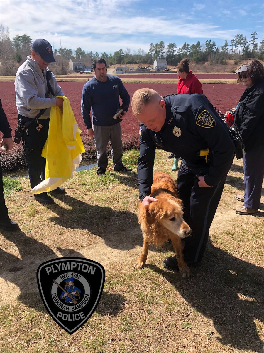 PlymptonPolice's tweet photo. With everything going on in the world right now, a happy story.  Earlier this afternoon, Plympton Police Personnel assisted Plympton Fire Personnel in rescuing “Buddy” the dog, from a cranberry bog drainage ditch.  Just helping out “man’s best friend”.... https://t.co/XJ3MjncLRD