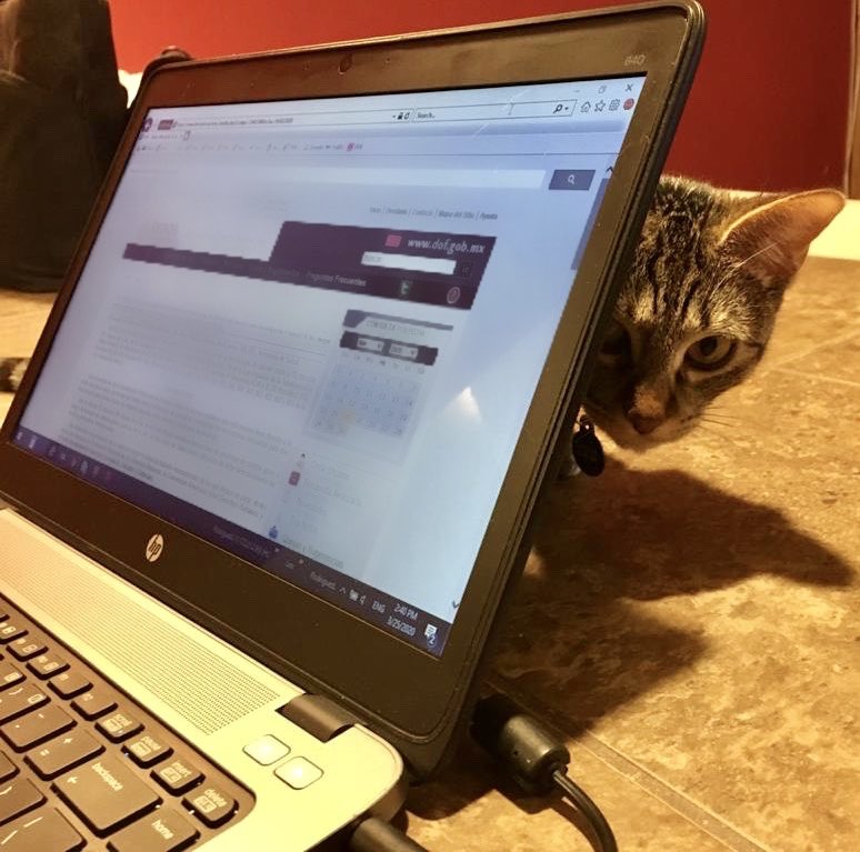 CAMBART2's tweet photo. #homeoffice with #camandbart PEAKABOO!. I can be your office assistant I can type passing through your keyboard ... Your kid is so EASY! #CatsOfTheQuarantine #CatsOfTwitter https://t.co/nO9We2guF4