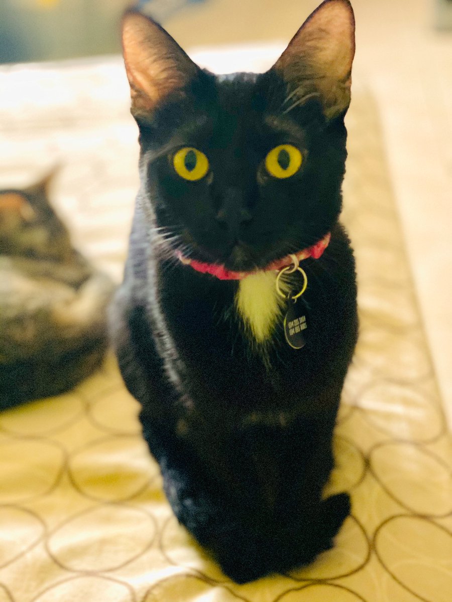 CAMBART2's tweet photo. My eyes are so beautiful! #camandbart #CatsOnTwitter #CatsOfTheQuarantine https://t.co/QcddIgAmwX