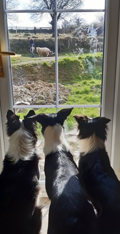 Sheepdogs Peggy, Bridie and Rosie working from home, watching the first lamb of the season pass by🐑 
.
📸 Bernie Tennyson, Thomastown Co Kilkenny #farmingfightsback #covid19