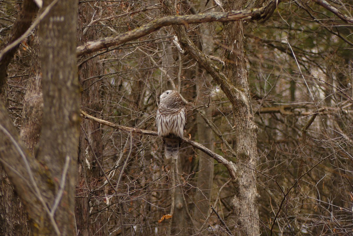 <a href="/Adventuringgal/">Cynthia | Adventuring Woman</a> <a href="/TravelBugsWorld/">Travel Bugs World ✈️🐞🌎</a> <a href="/carpediemeire/">John @CarpeDiemEire</a> <a href="/TrippaTrips/">Pilchard Cottage, Dawlish (UK)</a> <a href="/jasontravelblog/">Jason Likes To Travel</a> <a href="/LoriMoreno/">#InfluencerMarketing Host</a> <a href="/MadHattersNYC/">Mad Hatters NYC</a> <a href="/suziday123/">Suzi Day</a> <a href="/TravelAtWill/">LDH</a> <a href="/always5star/">Always5Star</a> <a href="/RoarLoudTravel/">RoarLoud</a> <a href="/CharlesMcCool/">Charles McCool ✈️</a> <a href="/LindaPeters64/">Linda</a> <a href="/FoodTravelist/">Food Travelist Sue & Diana</a> <a href="/Abfabtravels/">AbFabTravels</a> @OfficialBoarder <a href="/Txiki_Tales/">Txiki Stu 🛫🍺🍷</a> <a href="/LiveaMemory/">Live a Memory</a> <a href="/LisaRivera2207/">Lisa | Following the Rivera</a> <a href="/KaliTravel/">KaliTravel</a> <a href="/JeanetteJoy/">Jeanette JOY☮️</a> <a href="/GoodLifeWithIQ/">The Good Life With IQ</a> <a href="/beckyexploring/">Becky Exploring</a> <a href="/Travel_Session/">TravelingSession.com-Personalized Travel Discovery</a> <a href="/lizzie_hubbard2/">Lizzie Hubbard</a> <a href="/SashaEats/">Sasha</a> <a href="/perthtravelers/">Perthtravelers (Wendy)</a> <a href="/JulesHalvy/">Julie H</a> <a href="/FitLifeTravel/">Fit🌞Life🌞Travel</a> @tthrash <a href="/leisurelambie/">Alecia | Leisure Lambie</a> <a href="/kevinunexpected/">My Unexpected Life</a> <a href="/SuchetaDoshiMD/">Sucheta Doshi, MD MPH FAAFP FACPM</a> <a href="/HeidiSiefkas/">Heidi Siefkas</a> Share what makes you #happy, this #FlashbackFridayz! Owlways love it when #wildlife stays still so I can take some photos! Thanks, #Owl! 🦉 Love your pix, Cynthia! Thanks for the tag! 🥰 What brings you joy? <a href="/Explorationproj/">Exploration Project</a> <a href="/IBBtravel/">Lindz 🇨🇦 I've Been B✈t!</a> <a href="/MadHattersNYC/">Mad Hatters NYC</a> <a href="/markandkylee/">These Foreign Roads</a> <a href="/LindaPeters64/">Linda</a>